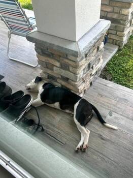 American Bulldog Dogs Available for Adoption in Lakeland, Florida - Petey | PetCurious