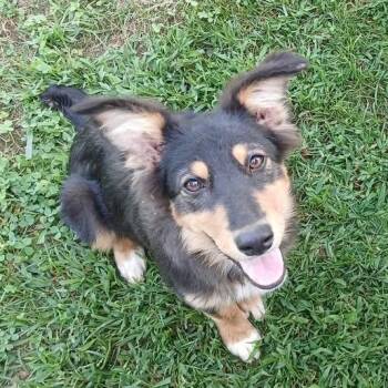 Walnut -  Australian Shepherd Dog for Adoption in Richmond, Kentucky - Walnut | PetCurious