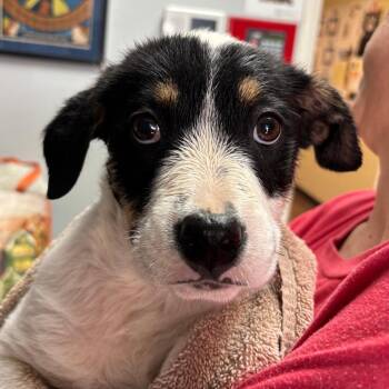 Cattle Dog Dogs Available for Adoption in Lebanon, Tennessee - Nathan D26-104 | PetCurious