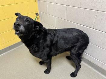 KAYLANI -  Labrador Retriever Dog for Adoption in Colorado Springs, Colorado - KAYLANI | PetCurious