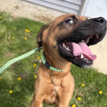 Mixed Breed Dogs Available for Adoption in Seneca, Pennsylvania - Dandy | PetCurious