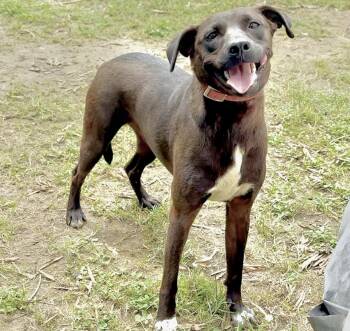 Rescue Jack Russell Terrier Dogs for Adoption in Longview, Texas - Little Star | PetCurious