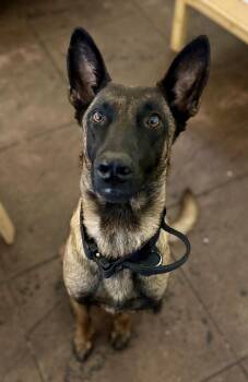 Benelli -  Belgian Shepherd Malinois Dog for Adoption in Torrance, California - Benelli | PetCurious