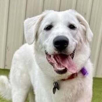 NY Lucy (Foster in Crompond) -  Great Pyrenees and Golden Retriever Dog for Adoption in Eastford, Connecticut - NY Lucy (Foster In Crompond) | PetCurious