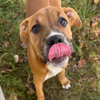 Maple -  Boxer Dog for Adoption in Jasper, Indiana - Maple | PetCurious