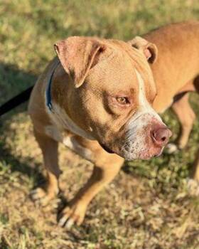 Rescue Pit Bull Terrier Dogs for Adoption in Eagle, Idaho - Nelly **Courtesy Post. Out Of Town Pet. See Below For Details** | PetCurious