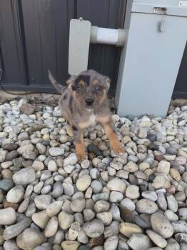 Corgi and Australian Cattle Dog Blue Heeler Dogs Available for Adoption - Sapphire The Corgi/Heeler Puppy!  | PetCurious