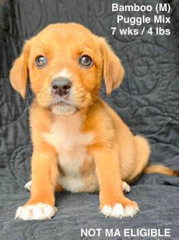 BAMBOO -  Pug and Beagle Dog for Adoption in Pomfret, Connecticut - BAMBOO | PetCurious