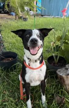 Lola -  Australian Shepherd Dog for Adoption in Mcallen, Texas - Lola | PetCurious