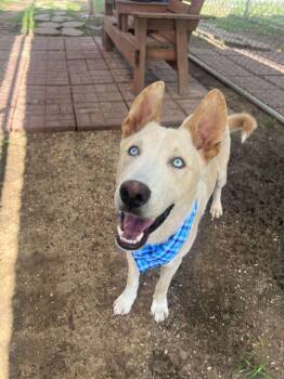 Rescue Australian Shepherd Dogs for Adoption in Kankakee, Illinois - Trout | PetCurious