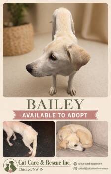 Bailey -  Labrador Retriever Dog for Adoption in Chicago, Illinois - Bailey | PetCurious