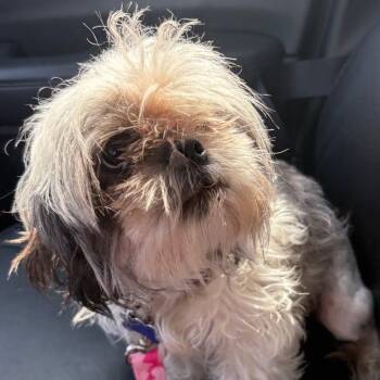 Ginger -  Shih Tzu Dog Available for Adoption in Gulfport, Mississippi - Ginger | PetCurious