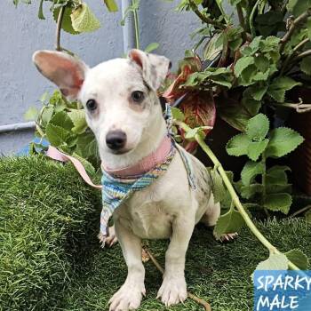 Dachshund and Chihuahua Dogs Available for Adoption in Carmel Hamlet, New York - Sparky | PetCurious