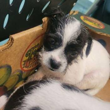 Fresh -  Mixed Breed Dog for Adoption in Memphis, Tennessee - Fresh | PetCurious