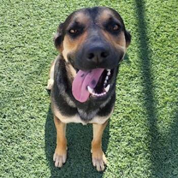 Rescue German Shepherd Dog and Mixed Breed Dogs for Adoption in Lathrop, California - BOBA | PetCurious