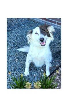 Dixie -  Collie and Rough Collie Dog for Adoption in Lake Geneva, Wisconsin - Dixie | PetCurious