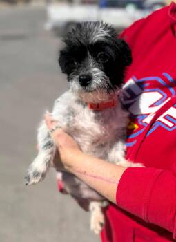 Shih Tzu Dogs Available for Adoption - Luna | PetCurious