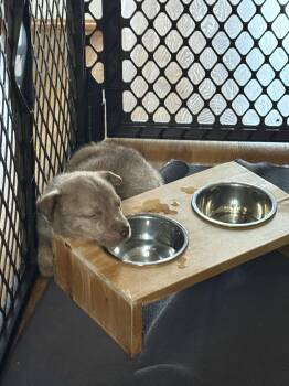 Pit Bull Terrier and Siberian Husky Dogs Available for Adoption in Winder, Georgia - Mauve 2026-211 | PetCurious