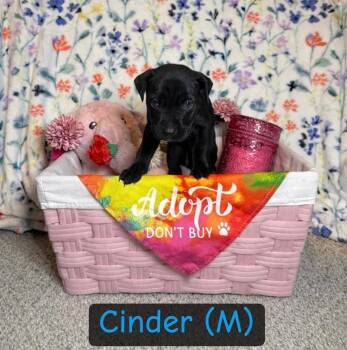 American Bulldog Dogs Available for Adoption - Cinder- Inga | PetCurious