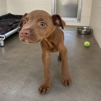 Marty -  Mixed Breed Dog for Adoption in Pine Bluff, Arkansas - Marty | PetCurious