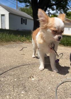 Chihuahua and Pomeranian Dogs Available for Adoption in Grafton, Wisconsin - Gigi | PetCurious