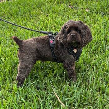 Benny -  Cocker Spaniel Dog for Adoption in Fort Lauderdale, Florida - Benny | PetCurious