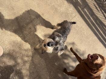 Rescue Miniature Schnauzer Dogs for Adoption in Mobile, Alabama - Honey | PetCurious