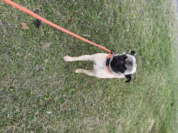Pug Dogs Available for Adoption - Milo | PetCurious