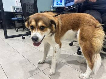RANGER -  Australian Shepherd and Border Collie Dog for Adoption in Rowlett, Texas - RANGER | PetCurious