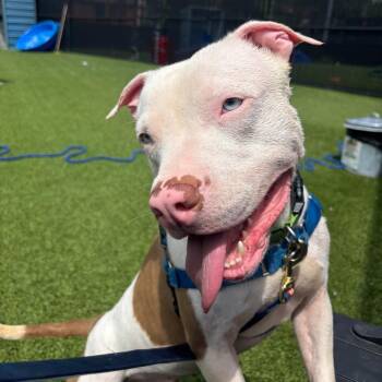 Custard -  Mixed Breed Dog for Adoption in Pittsburgh, Pennsylvania - Custard | PetCurious