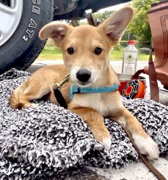 Swiper -  Jack Russell Terrier and Pomeranian Dog for Adoption in Tyler Hill, Pennsylvania - Swiper | PetCurious