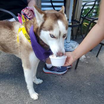 Husky Dogs Available for Adoption in Philadelphia, Pennsylvania - Dianna | PetCurious