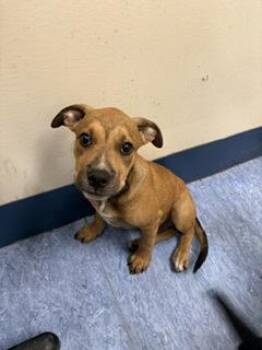 Jerry Garcia -  Mixed Breed Dog for Adoption in Charleston, South Carolina - Jerry Garcia | PetCurious