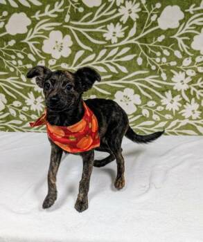 Baby Bop -  Chihuahua and Mixed Breed Dog for Adoption in Morton Grove, Illinois - Baby Bop | PetCurious
