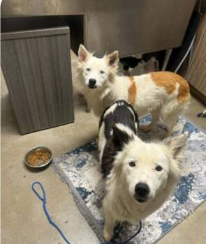 Border Collie Dogs Available for Adoption in Lakewood Ranch, Florida - Adelaide | PetCurious