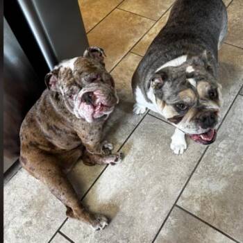 English Bulldog Dogs Available for Adoption in Austin, Texas - Maven | PetCurious