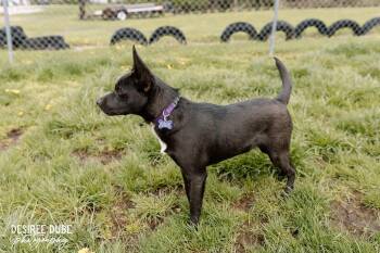 Chihuahua and Border Collie Dogs Available for Adoption in Cuyahoga Falls, Ohio - Morning Puppy | PetCurious
