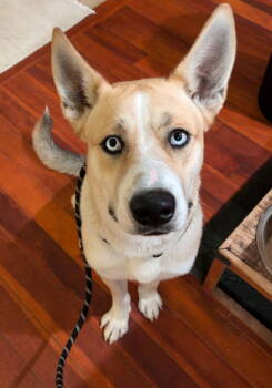 Rescue Labrador Retriever and Husky Dogs for Adoption in Bothell, Washington - Astro | PetCurious