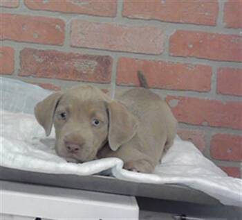 A2086386 -  Staffordshire Bull Terrier and Mixed Breed Dog for Adoption in Houston, Texas - A2086386 | PetCurious