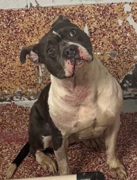 Rescue Mixed Breed Dogs for Adoption in West Chester, Pennsylvania - Kimba | PetCurious