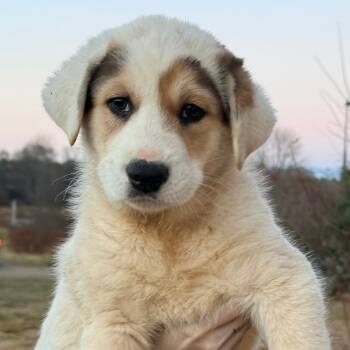 Rescue Great Pyrenees Dogs for Adoption in Stormville, New York - CT Walter Avail Nov 29 | PetCurious