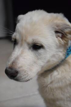 Husky and Mixed Breed Dogs Available for Adoption in Pahrump, Nevada - Scooper (L573  P3) | PetCurious