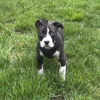 Pit Bull Terrier and Boxer Dogs Available for Adoption in Northville, Michigan - Larry | PetCurious