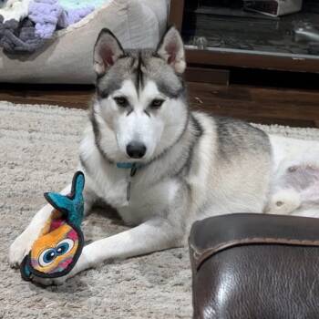 Rescue Siberian Husky Dogs for Adoption in League City, Texas - Yetti | PetCurious