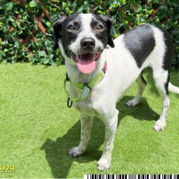 Riff Raff -  Mixed Breed Dog for Adoption in West Palm Beach, Florida - Riff Raff | PetCurious