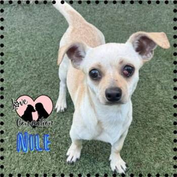 Nile -  Chihuahua Dog for Adoption in Gilbert, Arizona - Nile | PetCurious
