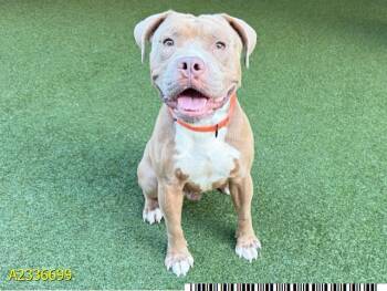 PUCK -  Mixed Breed Dog for Adoption in West Palm Beach, Florida - PUCK | PetCurious
