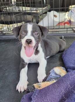 Jack Russell Terrier Dogs Available for Adoption - Sparks | PetCurious