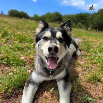 Rescue Husky and Alaskan Malamute Dogs for Adoption in Fort Worth, Texas - Misha | PetCurious