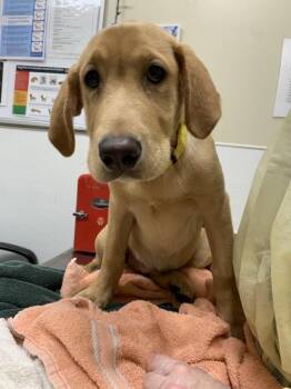 Labrador Retriever Dogs Available for Adoption in Vancouver, Washington - Sandy | PetCurious